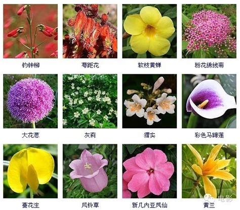 花有幾種|花卉種類圖譜指南：認識百種花卉，讓你變身花卉達人 